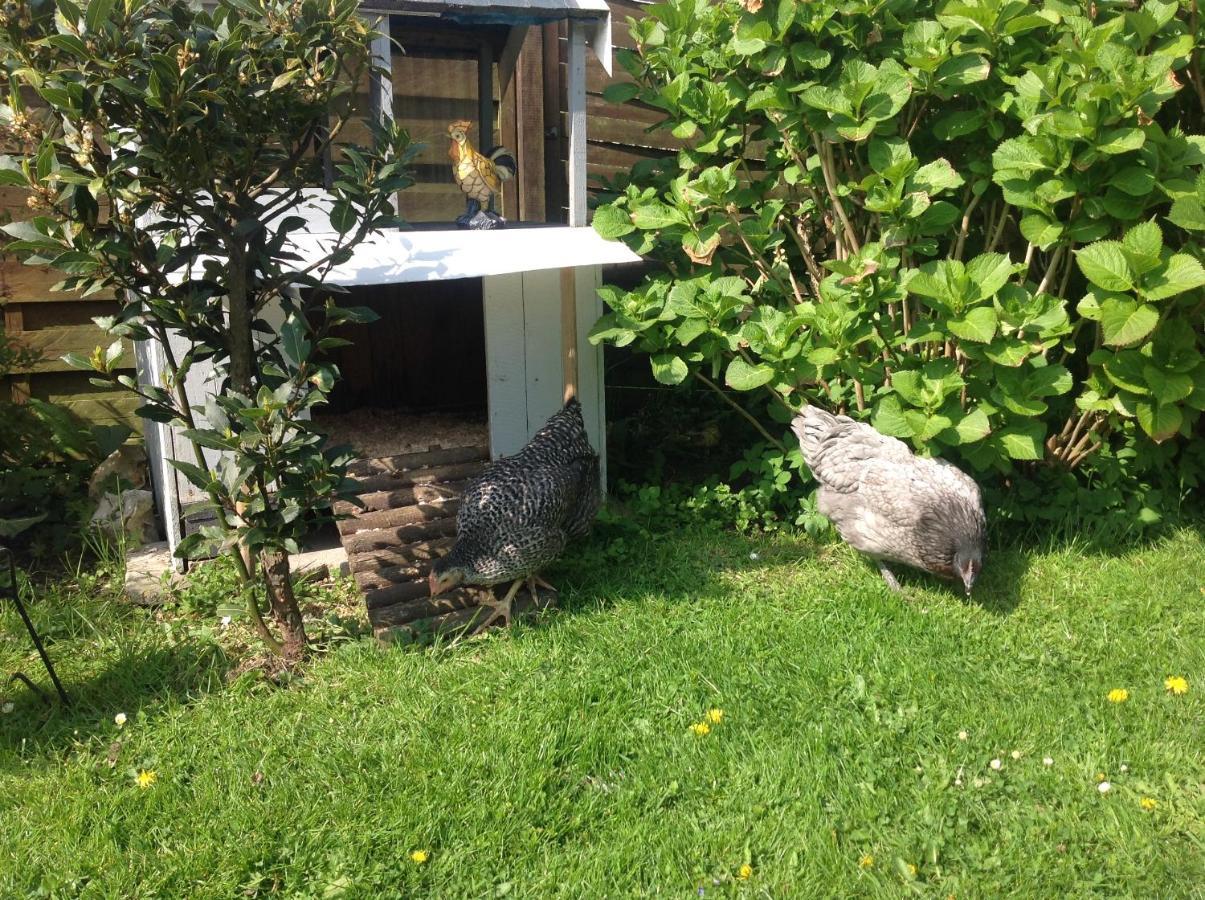 Le Jardin Des Poules Bed and Breakfast Thiétreville Eksteriør billede